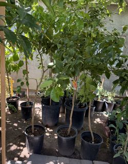 Ruby Red Grapefruit Trees 5F $60 Each Price Firm