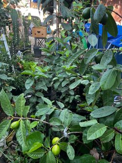 Guava tree bearing fruit