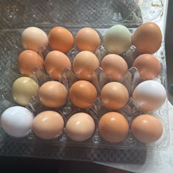 Free Range Eggs