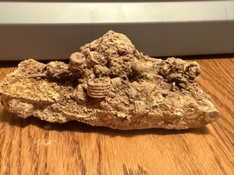 Large Crinoid Fossil