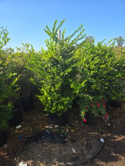 Ligustrum Texanum 25 Gallon