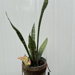 Snake Plant (Sansevieria) + Bonus Succulent