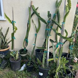 Dragon Fruit