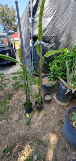 Dragon Fruit (RED) $30 EACH