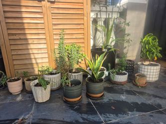 Plants planters $5-15