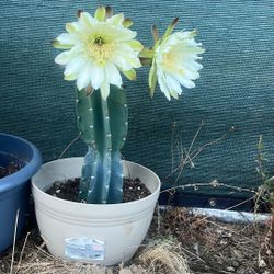 Cactus 🌵
