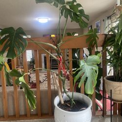 Monstera Plant With Pot
