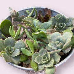 Succulents In Tin Container
