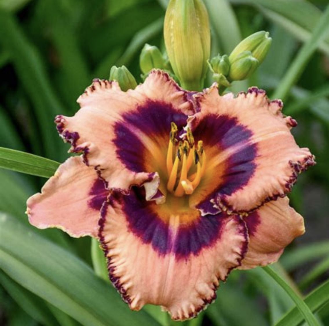 Perennial Plants Starters