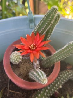 Mini terracota