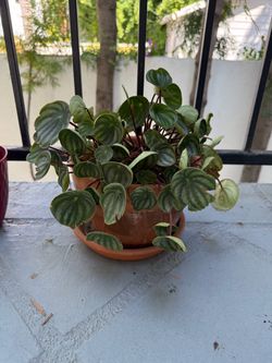Plants