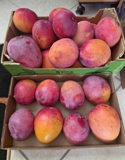 Mangoes