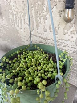 String of succulents
