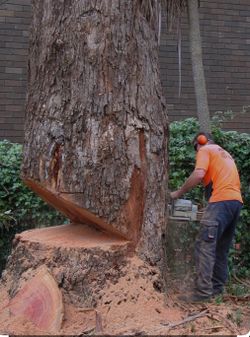 Tree Cutters