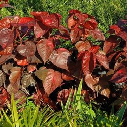 Copper Leaf Privacy Hedge Plants 7gl $16🌿💚