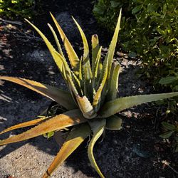 Giant Aloe Plant