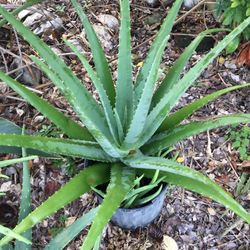 Organic Aloe Vera Many Sizes Sabila