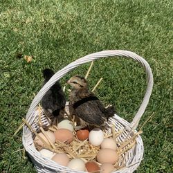 Fértil Chicken Eggs 