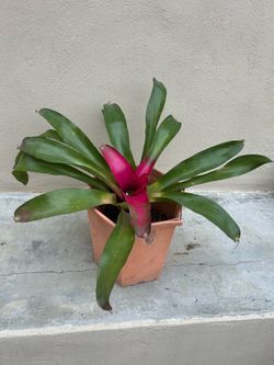Bromeliad Plant
