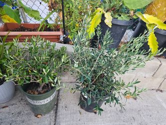 Olive tree