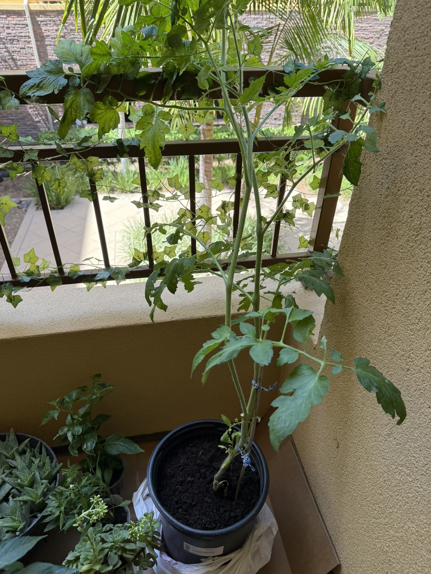 Tomato Plant