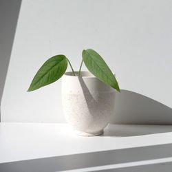 Rare Cebu Blue Pothos Money Plant/ House Plant/ Indoor Plant Flower Patio Garden 