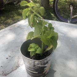 oregano $5
