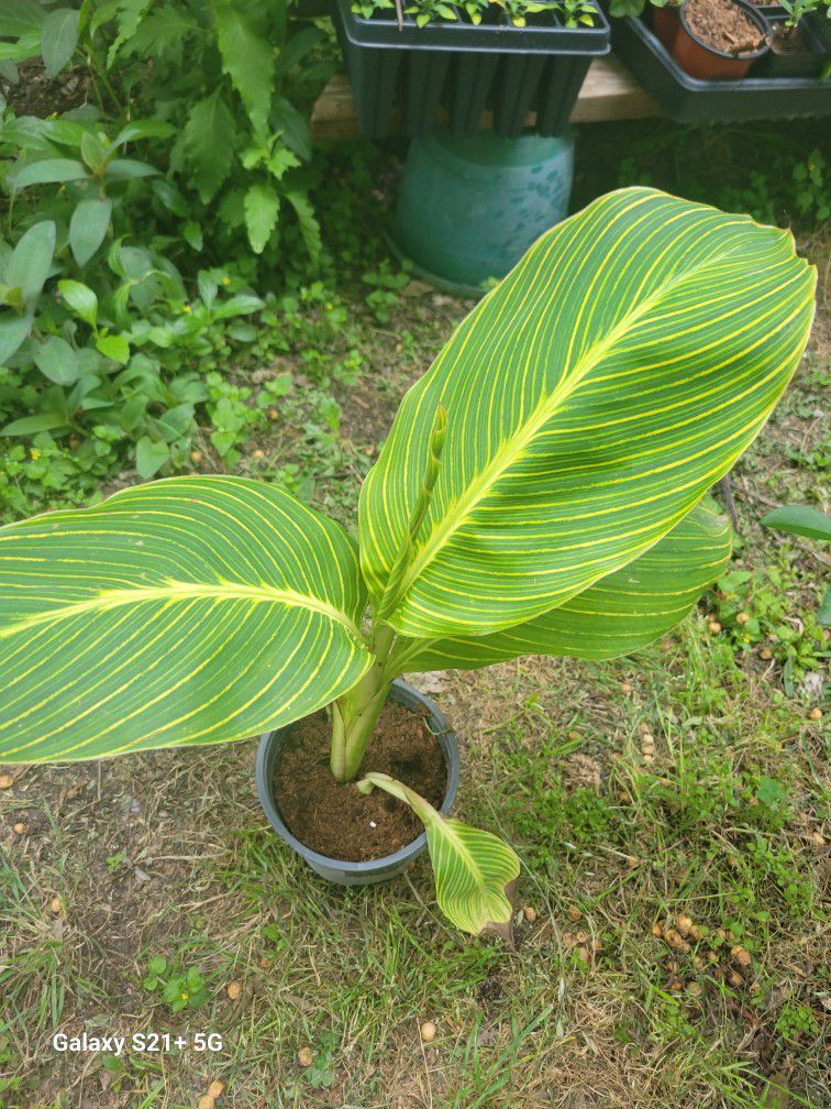 Tiger Canna Lilly Plants 
