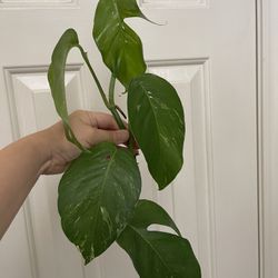Albo Epi Plant CUTTING- Active Root