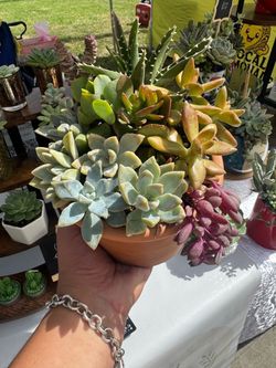 Succulent Arrangement