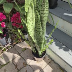 Large 34" Tall Snake Plant 