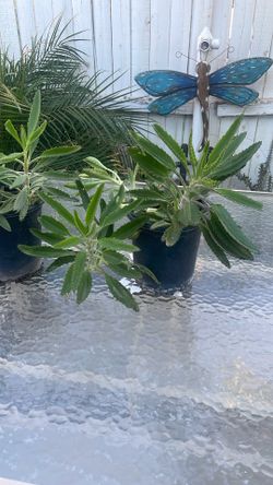 Mother Of Thousands, Madre De Millón