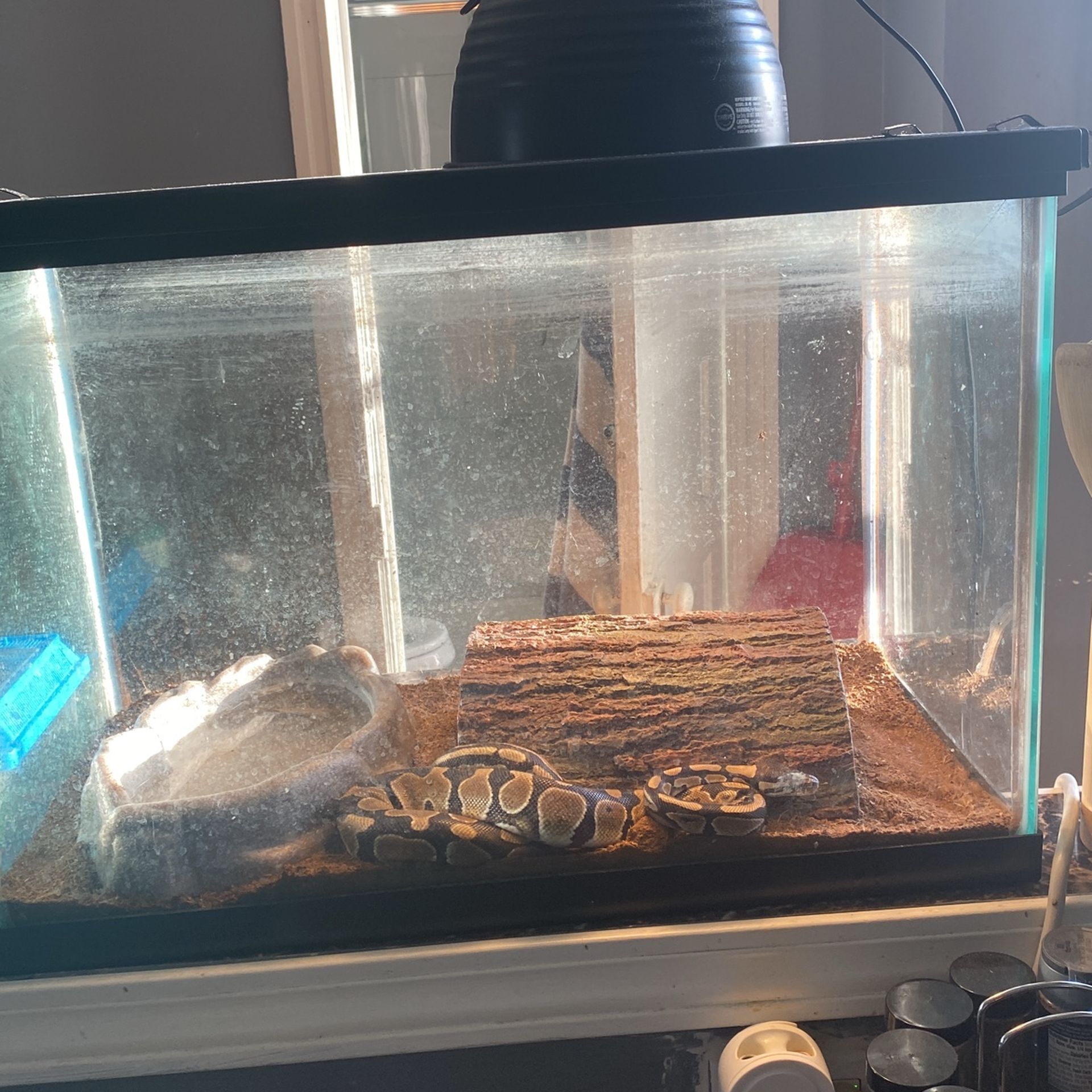 Ball Python For Sell