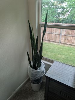 Tall snake plant