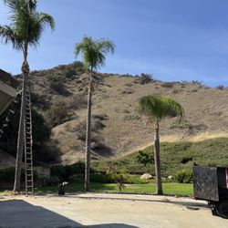 Palms And Trees Trimming 