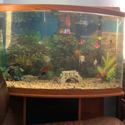 Beautiful Fresh Water Fish Tank With Fishes And Furniture 