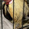el gordo