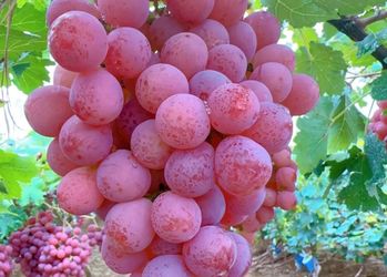 Red globe grape plants