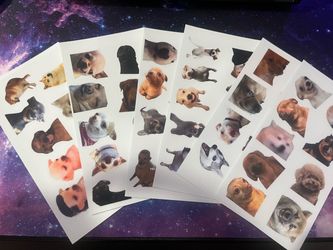Dog and cat meme stickers
