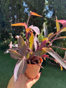 Purple plant