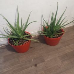 Aloe Vera Plants 