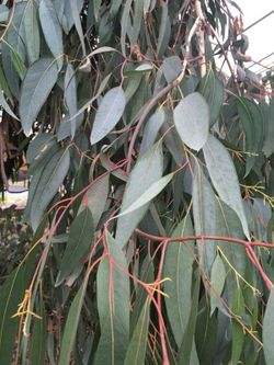 Cut eucalyptus for events!