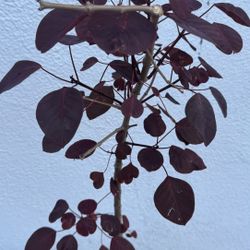 Caribbean Copper Tree