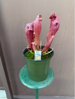 6” pitcher plant