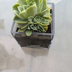 Succulents, Cactus, Raspberries, Spider Plant, Pepper 