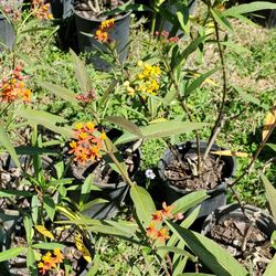 Native unsprayed milkweed for monarch butterflies 1 gal pots $4. some are just $2 or $3.