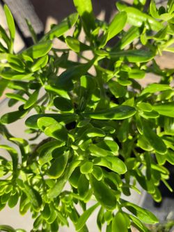 Live Succulent Plant