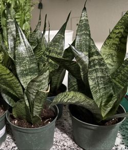 ❤️GUD LUCK plant Due to its ability to absorb POISONOUS gases from the air & Filter Even at Night❤️