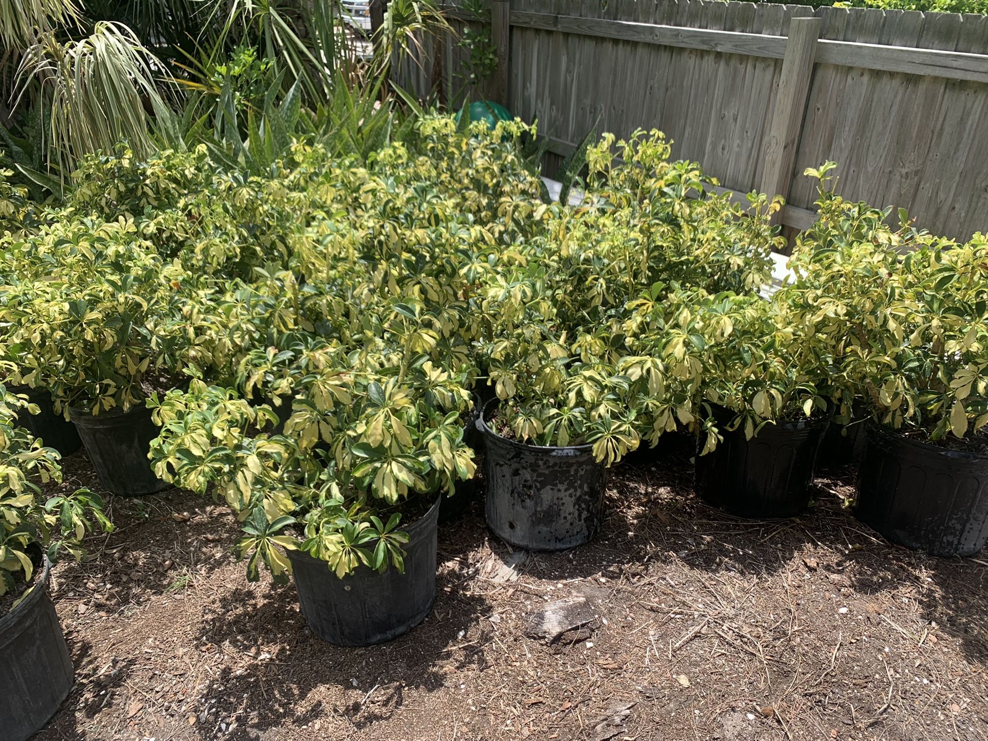Arboricola Plants