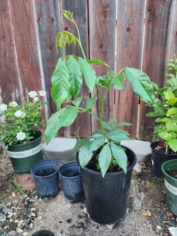 Ice Cream Bean Baby Tree (2–3 ft Tall) – Healthy & Ready to Plant